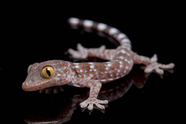 Tokay Gecko (Gekko gecko) siyah arkaplanda izole edildi.
