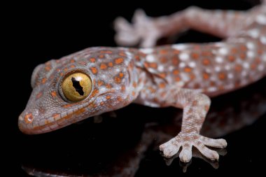 Tokay Gecko (Gekko gecko) siyah arkaplanda izole edildi.