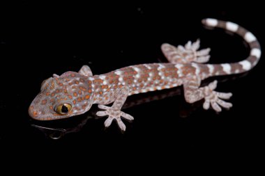 Tokay Gecko (Gekko gecko) siyah arkaplanda izole edildi.