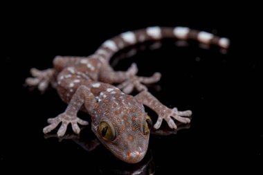 Tokay Gecko (Gekko gecko) siyah arkaplanda izole edildi.