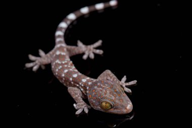 Tokay Gecko (Gekko gecko) siyah arkaplanda izole edildi.