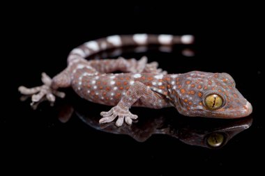 Tokay Gecko (Gekko gecko) siyah arkaplanda izole edildi.