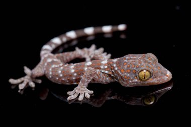 Tokay Gecko (Gekko gecko) siyah arkaplanda izole edildi.