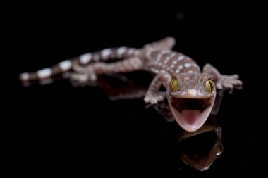 Tokay Gecko (Gekko gecko) siyah arkaplanda izole edildi.