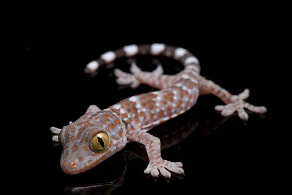 Tokay Gecko Gekko Gecko Siyah Arkaplanda Izole Edildi — Stok fotoğraf