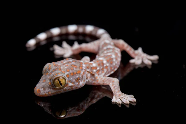 Tokay Gecko Gekko Gecko Isolated Black Background — Stock Photo, Image