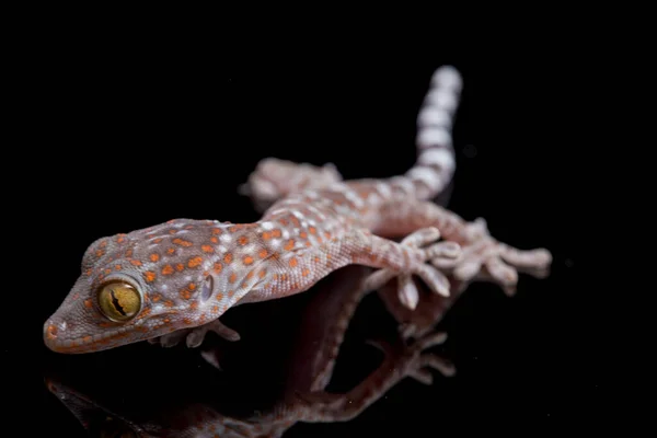Tokay Gecko Gekko Gecko Aislado Sobre Fondo Negro — Foto de Stock