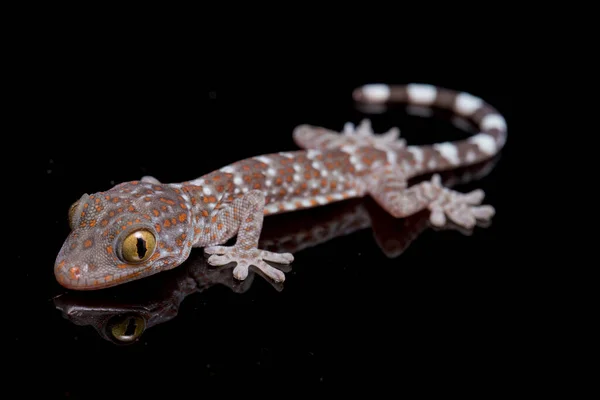 Tokay Gecko Gekko Gecko Aislado Sobre Fondo Negro — Foto de Stock