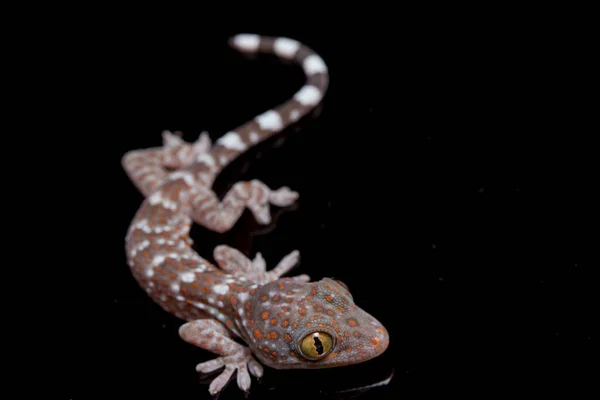 Tokay Gecko Gekko Gecko Isolé Sur Fond Noir — Photo