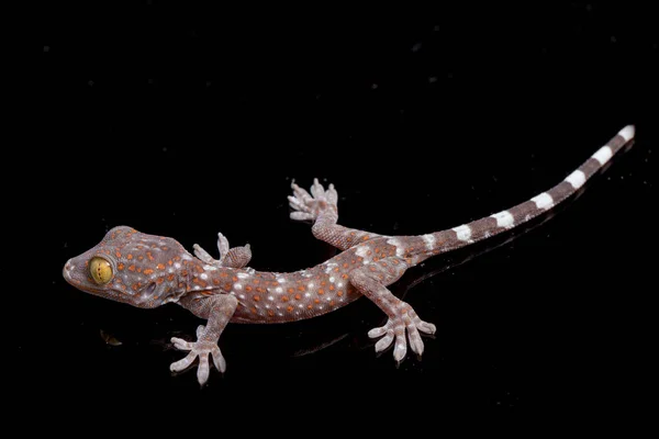 Tokay Gecko Gekko Gecko Siyah Arkaplanda Izole Edildi — Stok fotoğraf