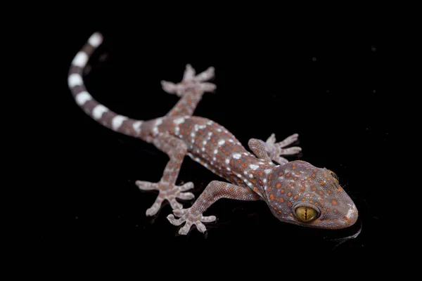 Tokay Gecko Gekko Gecko Isolado Fundo Preto — Fotografia de Stock