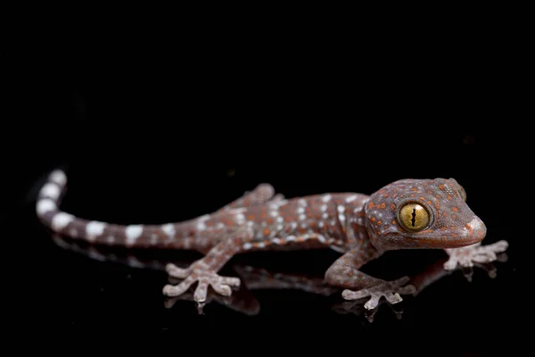 Tokay Gecko Gekko Gecko Isolated Black Background — Stock Photo, Image