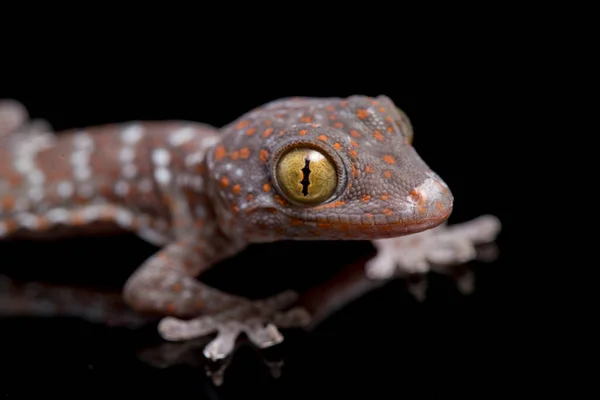 Tokay Gecko Gekko Gecko Isolated Black Background — Stock Photo, Image