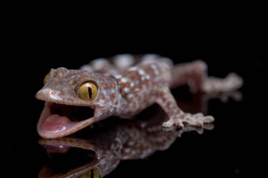 Tokay Gecko (Gekko gecko) siyah arkaplanda izole edildi.