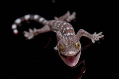 Tokay Gecko (Gekko gecko) siyah arkaplanda izole edildi.