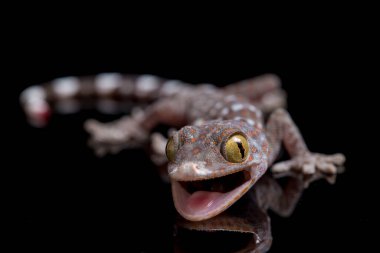 Tokay Gecko (Gekko gecko) siyah arkaplanda izole edildi.