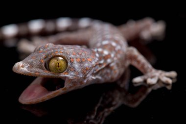 Tokay Gecko (Gekko gecko) siyah arkaplanda izole edildi.
