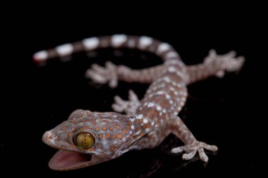 Tokay Gecko (Gekko gecko) siyah arkaplanda izole edildi.