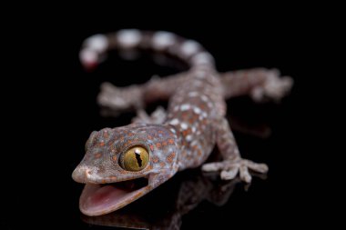 Tokay Gecko (Gekko gecko) siyah arkaplanda izole edildi.