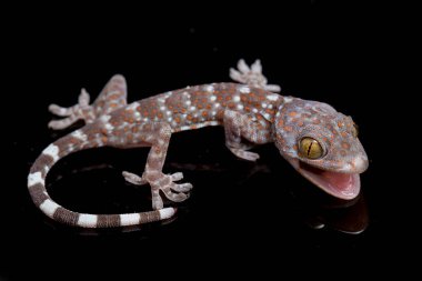 Tokay Gecko (Gekko gecko) siyah arkaplanda izole edildi.