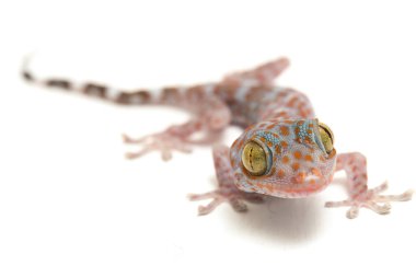 Tokay Gecko (Gekko gecko) beyaz arkaplanda izole edildi.