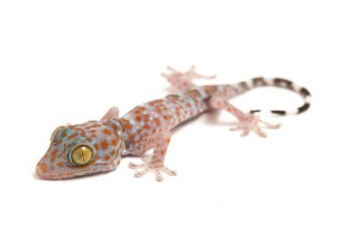 Tokay Gecko (Gekko gecko) beyaz arkaplanda izole edildi.