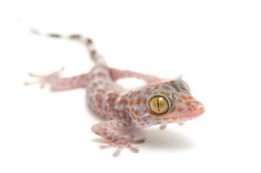 Tokay Gecko (Gekko gecko) beyaz arkaplanda izole edildi.