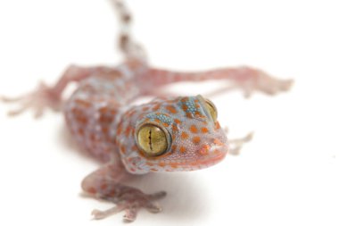 Tokay Gecko (Gekko gecko) beyaz arkaplanda izole edildi.