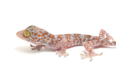 Tokay Gecko (Gekko gecko) beyaz arkaplanda izole edildi.