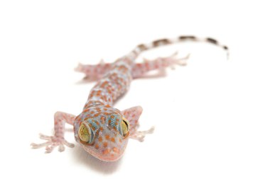 Tokay Gecko (Gekko gecko) beyaz arkaplanda izole edildi.