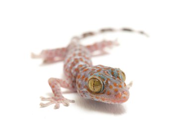 Tokay Gecko (Gekko gecko) beyaz arkaplanda izole edildi.