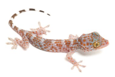 Tokay Gecko (Gekko gecko) beyaz arkaplanda izole edildi.
