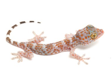 Tokay Gecko (Gekko gecko) beyaz arkaplanda izole edildi.