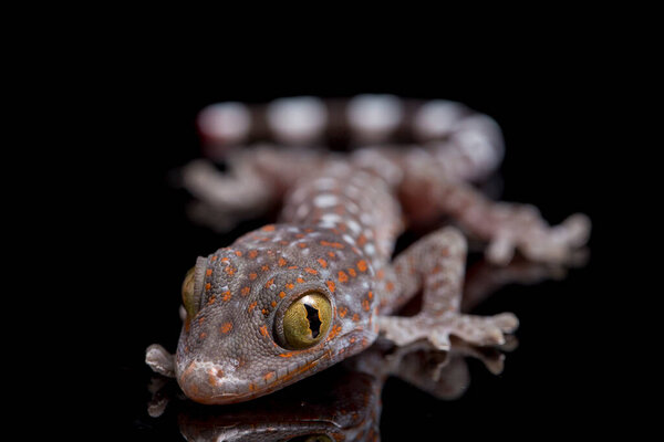 tokay gecko (Gekko gecko) изолирован на чёрном фоне
.