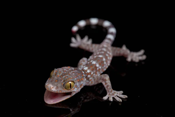 Tokay Gecko Gekko Gecko Aislado Sobre Fondo Negro — Foto de Stock