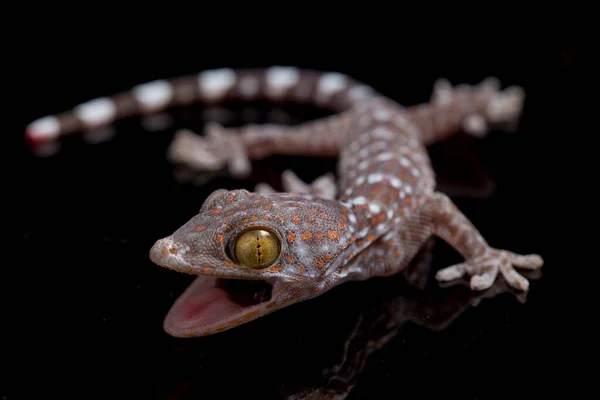 Tokay Gecko Gekko Gecko Izolované Černém Pozadí — Stock fotografie