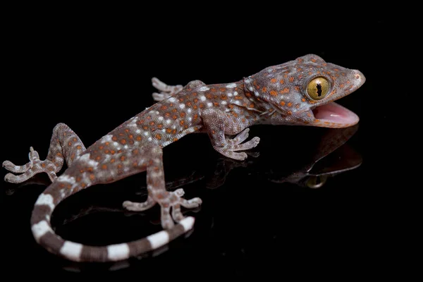 Tokay Gecko Gekko Gecko Изолирован Чёрном Фоне — стоковое фото