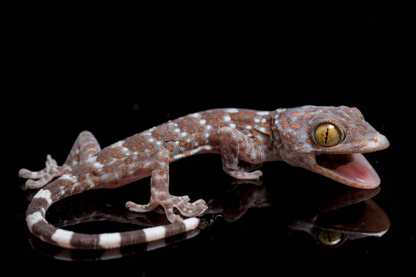 Tokay Gecko Gekko Gecko Isolated Black Background — Stock Photo, Image