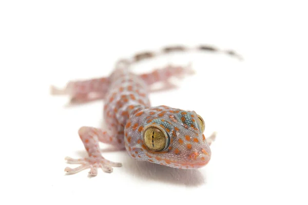 Tokay Gecko Gekko Gecko Isolado Fundo Branco — Fotografia de Stock