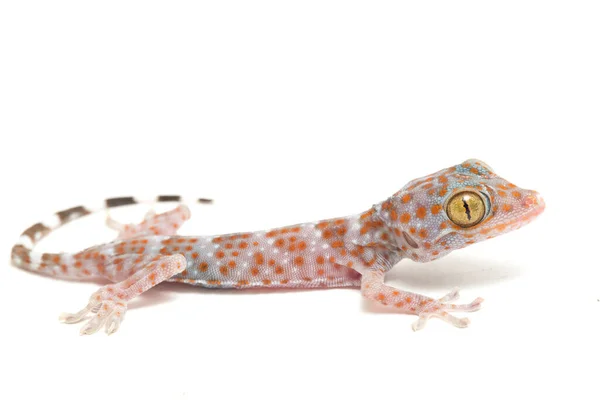 Tokay Gecko Gekko Gecko Isolé Sur Fond Blanc — Photo