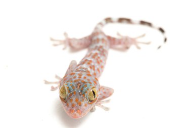 Tokay Gecko (Gekko gecko) beyaz arkaplanda izole edildi.