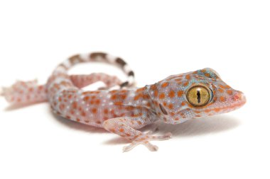 Tokay Gecko (Gekko gecko) beyaz arkaplanda izole edildi.