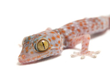 Tokay Gecko (Gekko gecko) beyaz arkaplanda izole edildi.