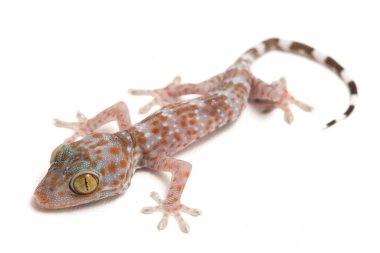 Tokay Gecko (Gekko gecko) beyaz arkaplanda izole edildi.