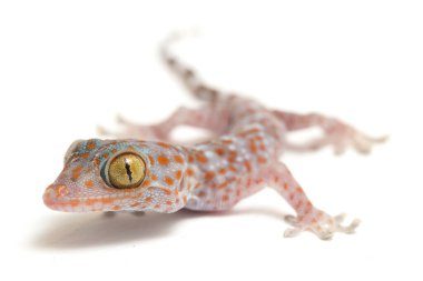 Tokay Gecko (Gekko gecko) beyaz arkaplanda izole edildi.