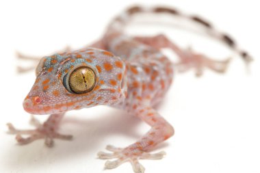 Tokay Gecko (Gekko gecko) beyaz arkaplanda izole edildi.