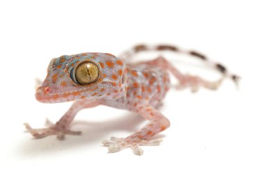 Tokay Gecko (Gekko gecko) beyaz arkaplanda izole edildi.