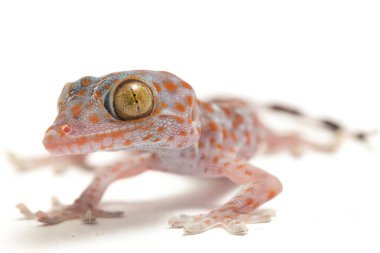 Tokay Gecko (Gekko gecko) beyaz arkaplanda izole edildi.