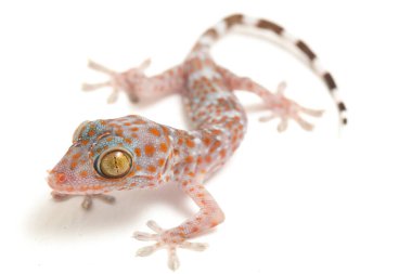 Tokay Gecko (Gekko gecko) beyaz arkaplanda izole edildi.