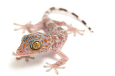 Tokay Gecko (Gekko gecko) beyaz arkaplanda izole edildi.